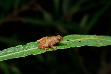 Téléchargez les photos : Raorchestes bomayensiscommon, espèce de grenouilles arbustives, Ghats occidentaux endémiques, Satara, Maharashtra, Indi - en image libre de droit