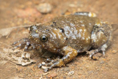 Ramanella frog, Uperodon variegatus, Satara, Maharashtra, India