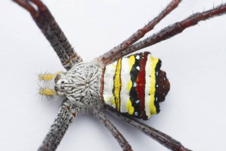 Photo for Yellow signature spider, Satara, Maharashtra, India - Royalty Free Image