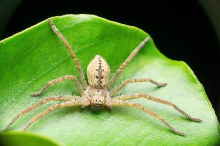 Foto de Primer plano de la araña cazadora de piernas muy extendidas, especies de Palystes, Satara, Maharashtra, Indi - Imagen libre de derechos