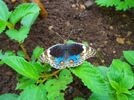 Téléchargez les photos : Papillon bleu, Junonia orithya, Satara, Maharashtra, Inde - en image libre de droit