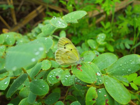 Photo for Orange tip butterfly, Anthocharis cardamines, Satara, Maharashtra,  India - Royalty Free Image