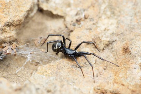 Foto de Indian ground spider, Anagraphis  species, Satara, Maharashtra,  India - Imagen libre de derechos