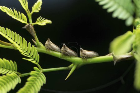 Téléchargez les photos : Spiny treehopper on tree branch - en image libre de droit