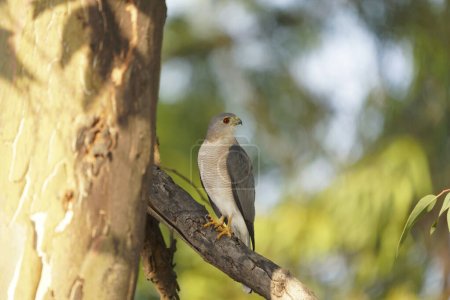 Shikra, Accipiter badius, Satara, Maharashtra, Indien