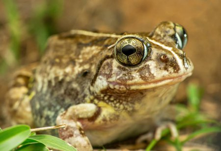 Foto de The Indian burrowing frog, Sphaerotheca breviceps., Satara, Maharashtra, India - Imagen libre de derechos