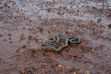 Foto de Rhabdops olivaceus, the olive trapezoid snake or olive forest snake, is a snake endemic to the Western Ghats of India - Imagen libre de derechos