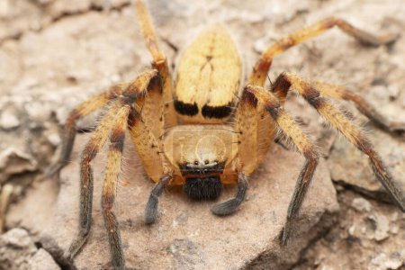 Téléchargez les photos : Dorsal of huntsman spider, Olios lamarcki, Satara, Maharashtra, Inde - en image libre de droit