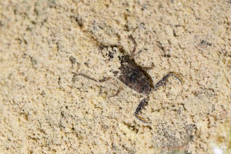 Téléchargez les photos : Water scorpion closeup, Nepa cinerea, Satara, Maharashtra, India - en image libre de droit