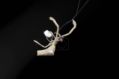 Photo for Cribillate orb weaver spider, Miagrammopes albomaculatus, Satara, Maharashtra, India - Royalty Free Image
