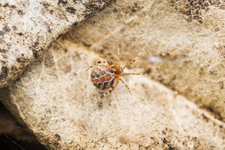Photo for Comb footed spider, Phylloneta sisyphia, Satara, Maharashtra, India - Royalty Free Image
