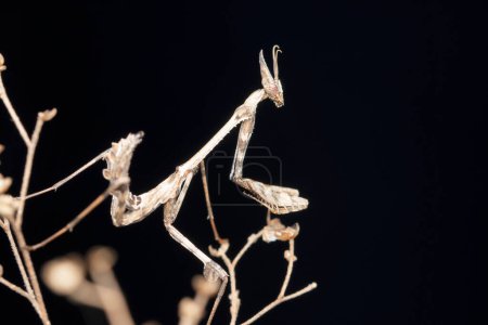 Photo for Grassland Violin mantis, Empusa pennata, Satara, Maharashtra, India - Royalty Free Image
