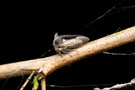 Photo for Horned treehopper, Oxyrachis tarandus, Satara, Maharashtra, India - Royalty Free Image
