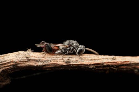 Téléchargez les photos : Parasitic Wasp, Brachymeria carbonica, Satara, Maharashtra, India - en image libre de droit