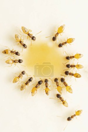 Foto de Ghost ants drinking tea, Tapinoma melanocephalum, Satara, Maharashtra, India - Imagen libre de derechos