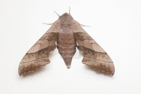 Photo for Marumba Hawk Moth, Marumba dyas, Satara, Maharashtra, India - Royalty Free Image