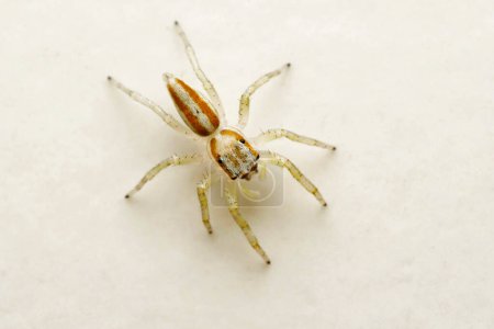 Téléchargez les photos : Dorsal of Subadult Male Jmping spider Epocillia clarata, Pune, mharashtra, Inde - en image libre de droit