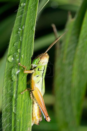 Photo for Green grasshopper feeding, Oxya yezoensis, Pune, Maharashtra, India - Royalty Free Image