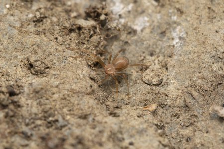Foto de Violin spider, Loxoceles reclusa, Scariidae, Satara, Maharashtra, India - Imagen libre de derechos