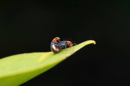 Foto de Escarabajos de hoja esqueletizante apareamiento, Trichobalya bowringii,, Satara, Maharashtra, India - Imagen libre de derechos