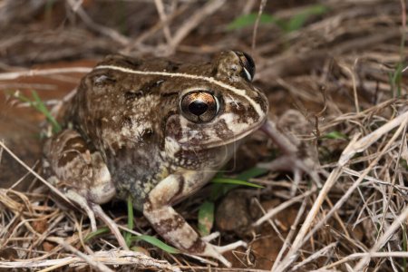 Photo for Full body Closeup, Burrowing frog, Sphaerotheca pashchima, Satara, Maharashtra, India - Royalty Free Image