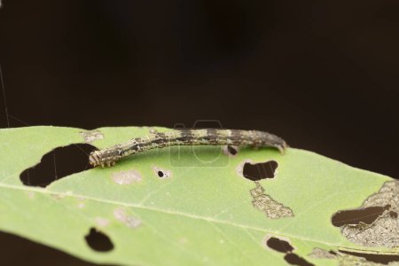 Photo for Gypsy moth caterpillar, Lymantria dispar, Satara, Maharashtra, India - Royalty Free Image