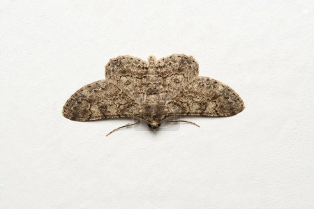 Photo for Indian ashy backed moth, Iridopsis larvaria, Satara, Maharashtra, India - Royalty Free Image
