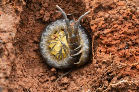 Foto de Centipede protecting its eggs, Scolopendra hardwickei, Satara, Maharashtra, India - Imagen libre de derechos
