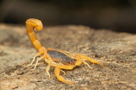 Téléchargez les photos : Scorpion à queue rouge, hottentota tamulus Satara, Maharashtra, Inde - en image libre de droit