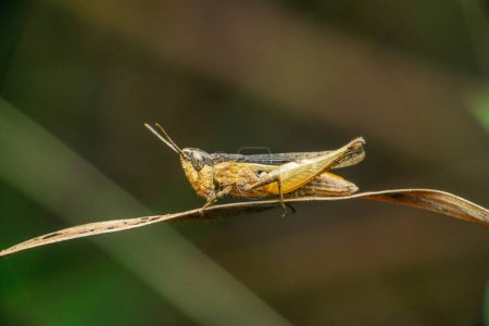Photo for Grasshopper species, Satara, Maharashtra, India - Royalty Free Image