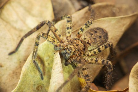 Téléchargez les photos : Araignée chasseuse géante, Sparassidae, Satara, Maharashtra, Inde - en image libre de droit