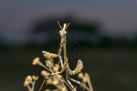 Photo for Grey preying mantis empussa sp., Satara, Maharashtra, India - Royalty Free Image