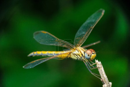 Téléchargez les photos : Yellow skimmer dragonfly,, Pantala flavescens Dorsal view, Satara, Maharashtra, India - en image libre de droit