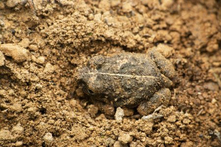 Photo for Dorsal of Western Burrowing Frog, Sphaerotheca pashchima, satara Maharashtra India - Royalty Free Image