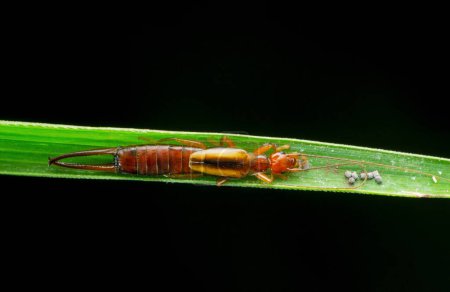 Foto de Common earwig insect,Forficula auricularia, Satara, Maharashtra, India - Imagen libre de derechos