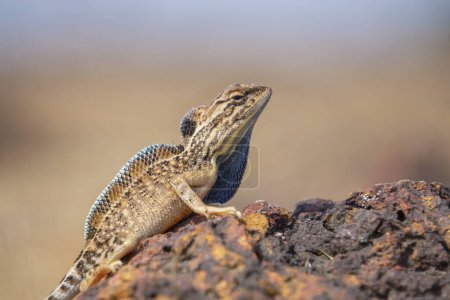 Téléchargez les photos : Sarada superba the superb large fan-throated lizard, is a species of agamid lizard found in Maharashtra, India. It was described in 2016 and in the past was part of a complex that included Sitana ponticeriana - en image libre de droit