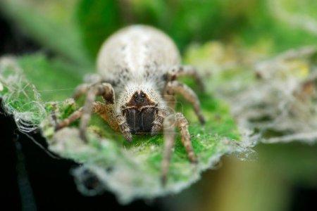 Téléchargez les photos : Closeup of Indian social spider,stegodyphu - en image libre de droit