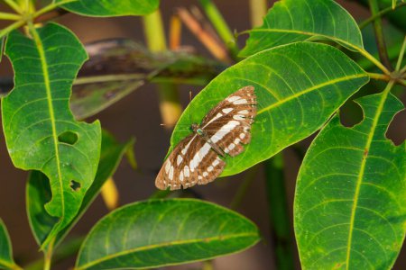 Téléchargez les photos : Limenitis arthemis, l'amiral violet ou blanc aux taches rouges, Satara, Maharashtra, Inde - en image libre de droit