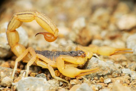 Téléchargez les photos : Scorpion à queue rouge femelle, Hottentota tamulus, Satara, Maharashtra, Inde - en image libre de droit