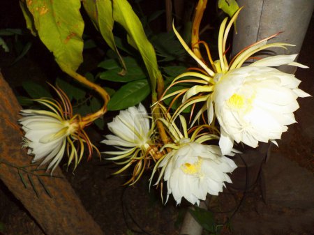 Téléchargez les photos : Epiphyllum oxypetalum est une espèce de cactus, princesse de la nuit ou reine de la nuit. Il fleurit la nuit, Satara, Maharashtra, Inde - en image libre de droit