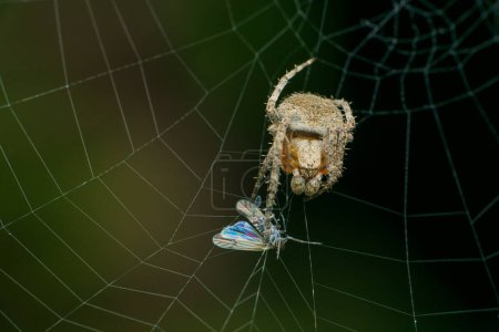 Photo for Orb weaver spider with prey on web Satara, Maharashtra, India - Royalty Free Image