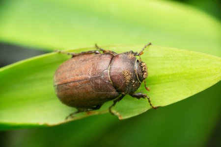 Photo for Dung beetle , Scarabaeidae, Satara, Maharashtra, India - Royalty Free Image
