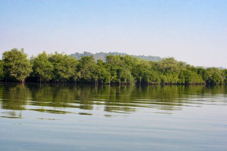 Téléchargez les photos : Forêt de mangroves du sanctuaire d'oiseaux Dr Salim Ali Chorao Goa - en image libre de droit