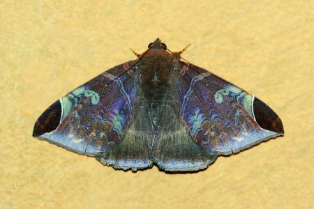 Photo for Moth on a yeellow background - Royalty Free Image