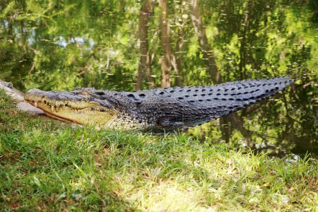 Salzwasserkrokodil (Crocodylus porosus), das Salzwasserkrokodil ist eines der drei Krokodile, die in Indien gefunden wurden, die beiden anderen sind das Mugger-Krokodil und das Gharial.