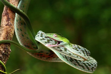 Foto de Serpiente común de la vid Ahaetulla nasuta Ligeramente venenosa, común - Imagen libre de derechos