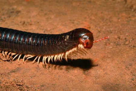 Photo for Millipedes, Narceus americanus, are arthropods that have two pairs of legs per segment - Royalty Free Image