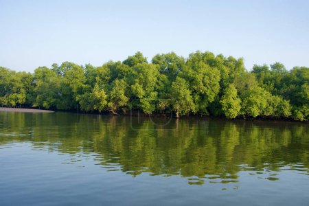 Téléchargez les photos : Mangroves près de l'estuaire de Chorao, Goa Nord. Inde - en image libre de droit