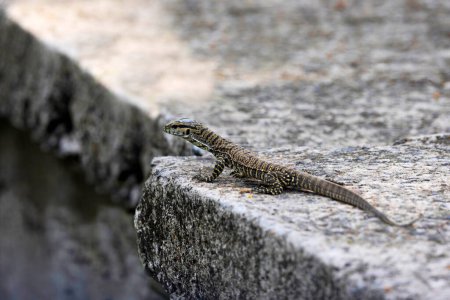 Moniteur Lizard, Varanus albigularis, Odisha, Inde