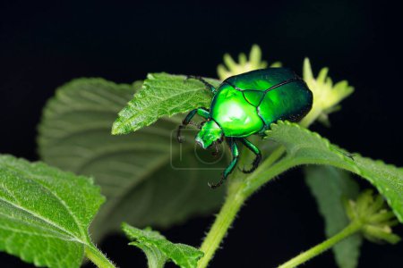Photo for Metallic chafer beetle, Cetonia aurata, Satara, Maharashtra, India - Royalty Free Image